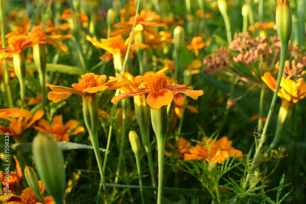 Fototapeta premium Бархатцы