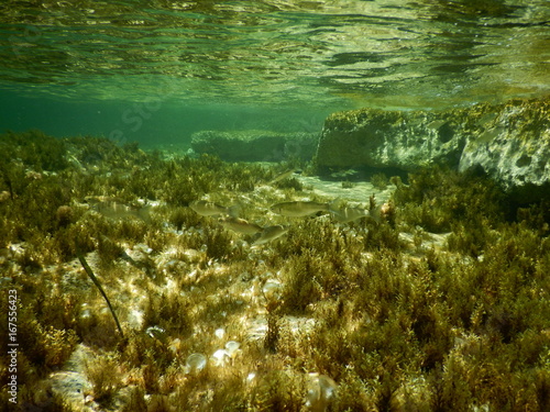 Unterwassercanyon