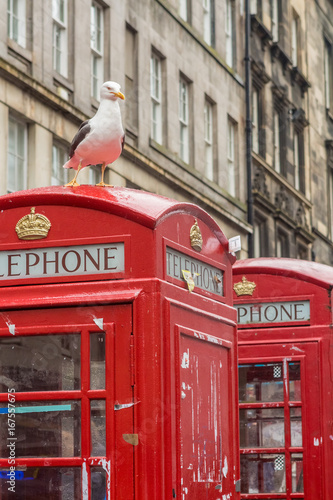 Seagull sits on a red phone box on the Royal Mile during the Edinburgh Festival