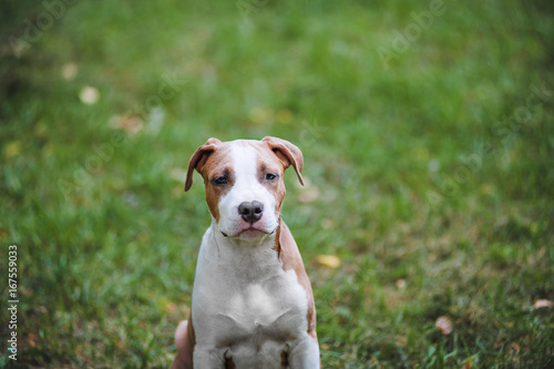 Portrait of puppy American Staffordshire Terrier. Sad small dog on a background of green grass with hanging ears