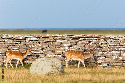 Fallow deer bucks photo