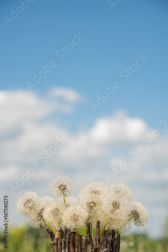Fototapeta Naklejka Na Ścianę i Meble -  A beautiful bouquet of white round dandelions in a homemade vase of twigs in the garden against a blue sky background