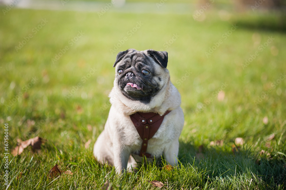 Pug with a collar for a walk. The dog sits on the green grass, on the asphalt. A little funny dog on a leash