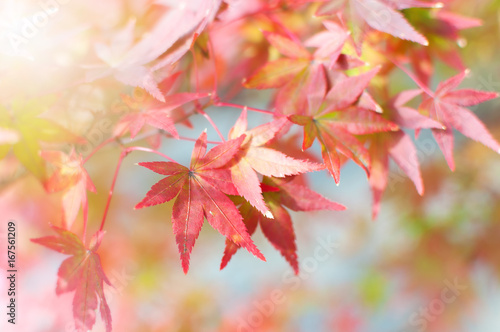 Red Maple leaf on the tree when the leaves change color in Japan