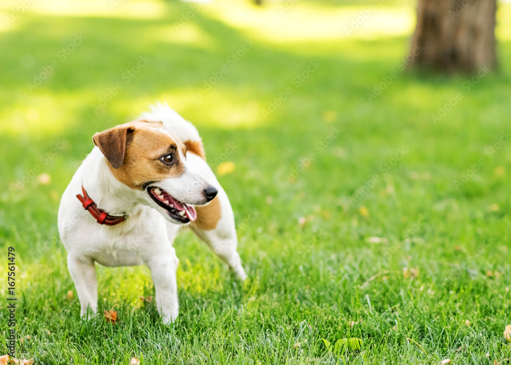 A cute happy dog Jack Russell Terrier standing on green lawn outdoor at summer day. Copy-space left