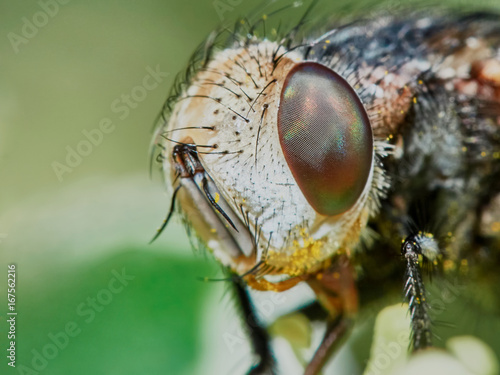 Fly hoverflies iin the garden closeup © vitolef