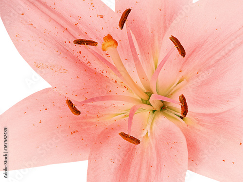 Fototapeta Naklejka Na Ścianę i Meble -  Stamens and pistil of pink lily