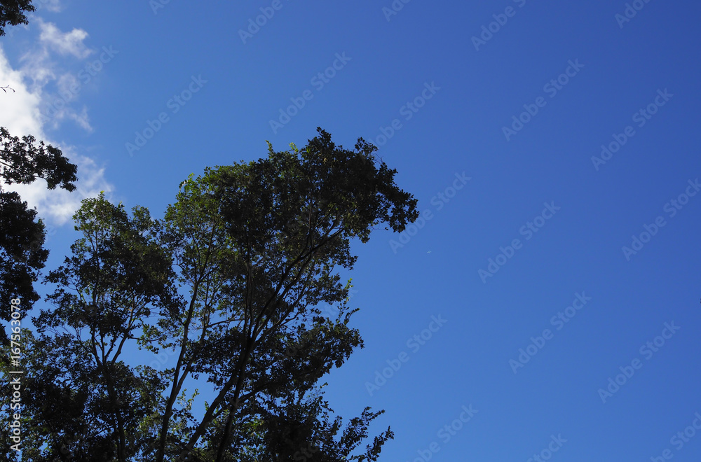 Obraz premium 青空