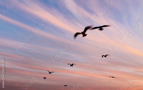 Seagulls flying in a colorful sky at sunset