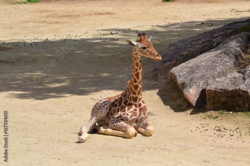 Girafon photo