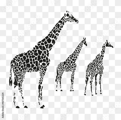 Photography Group of giraffes in black spots with a transparent background.