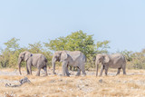 Three African elephants, Loxodonta africana, walking