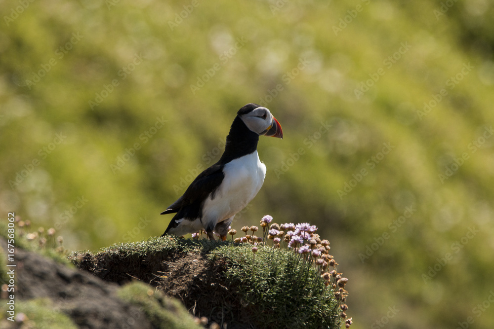 Puffin Puffin