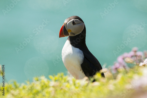 Puffin