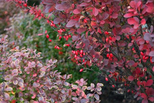 Berries of barberry (berberis thunbergii), decorative autumn plant with red berries and natural remedy
