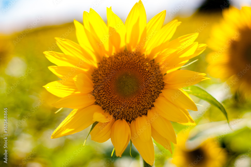 Obraz premium sunflower
