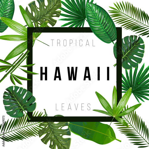 Tropical leaves on white background
