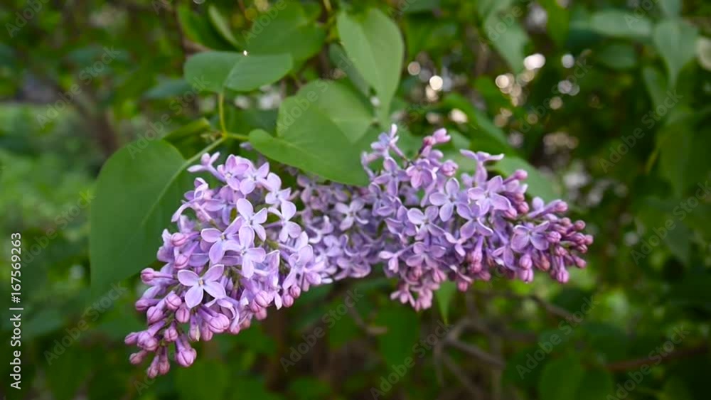 Flowering branch of lilac purple. Syringa vulgaris. Macro shooting static camera. Slight swaying in the wind. Flowering branch of lilac purple. Syringa vulgaris. Macro shooting static camera. Slight swaying in the wind.