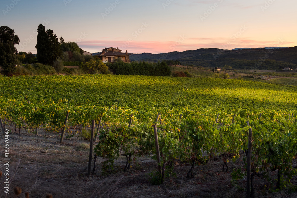 Naklejka premium Tuscany, Italy - vineyard near Siena