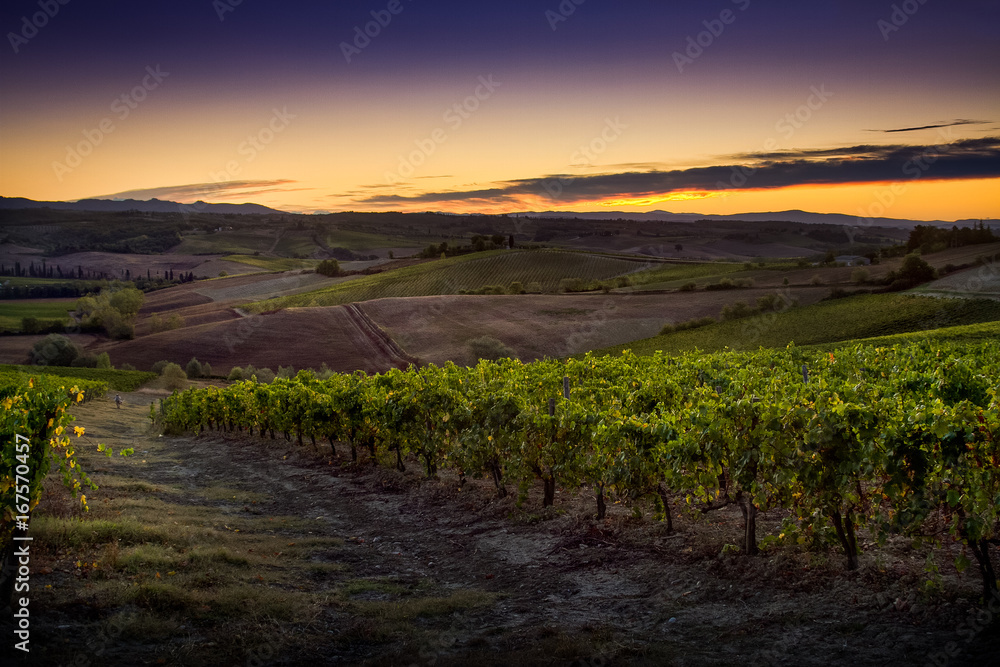 Tuscany, Italy - vineyard near Siena