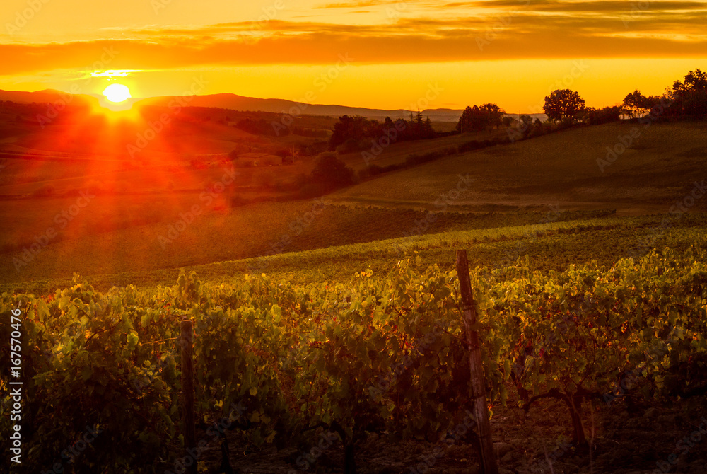 Tuscany, Italy - Vineyard near Siena