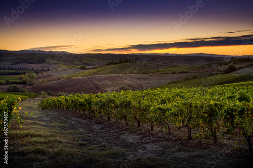 Tuscany, Italy - vineyard near Siena
