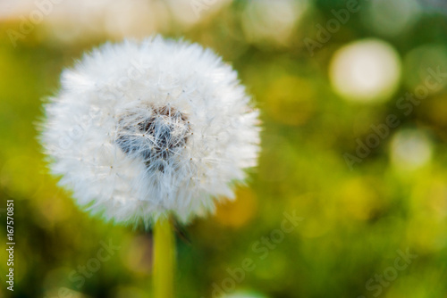 Spring flowers with blurred background.