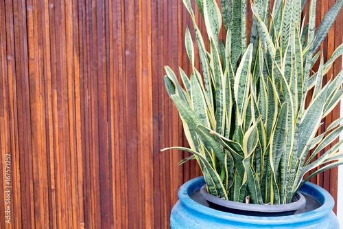 Sansevieria plant photo