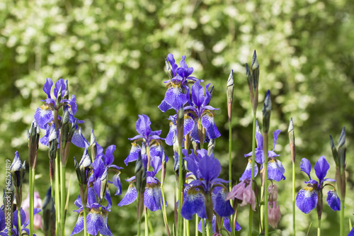 Fototapeta Naklejka Na Ścianę i Meble -  Blue Iris flowers and dew drops.