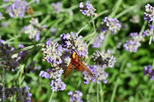 Bee on flower, lavender photo