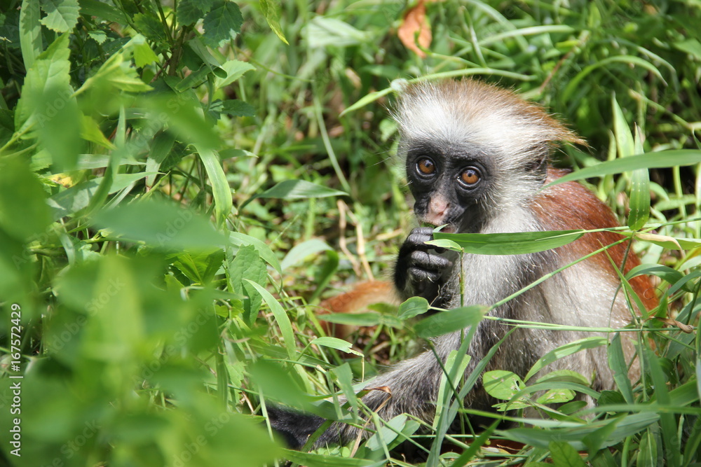 Monkey in Jozani forest, Zanzibar attractions. Monkey in Jozani forest, Zanzibar attractions.