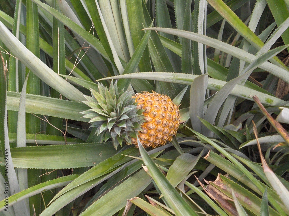 Obraz premium ANANAS POLYNESIEN