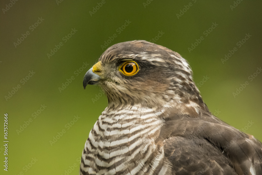 Obraz premium Sparrow-hawk