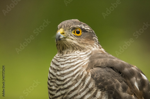 Sparrow-hawk