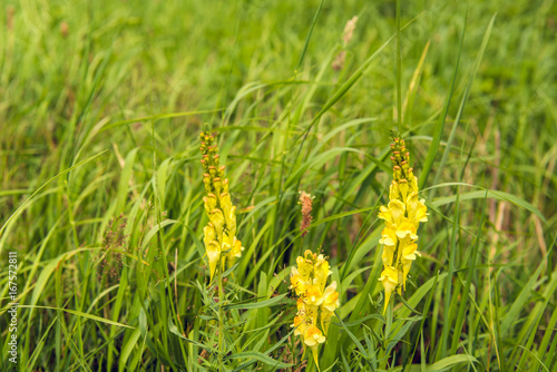 Billede på lærred Yellow flowering common toadflax plant in the wild nature from close