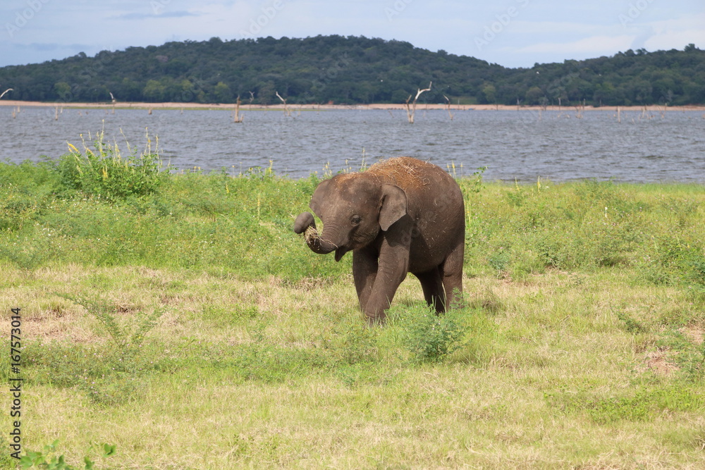 Fototapeta premium Kaudulla Elephant 7