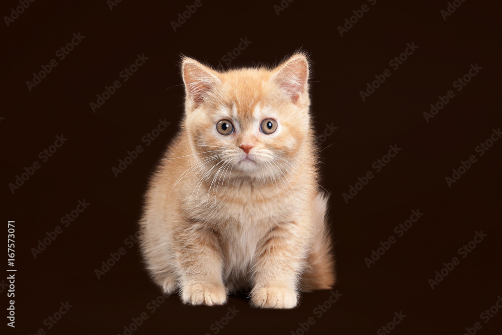 Cat. Young red british kitten on dark brown background