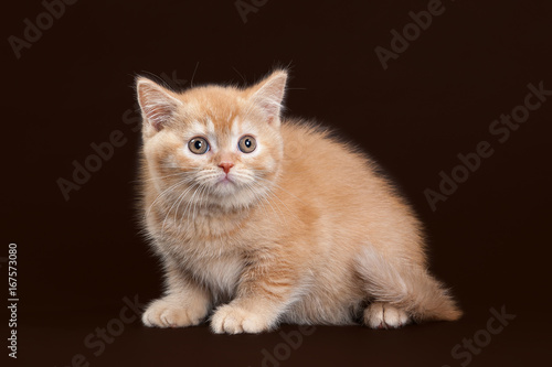 Cat. Young red british kitten on dark brown background