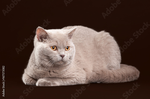 Cat. Young lilac british kitten on dark brown background