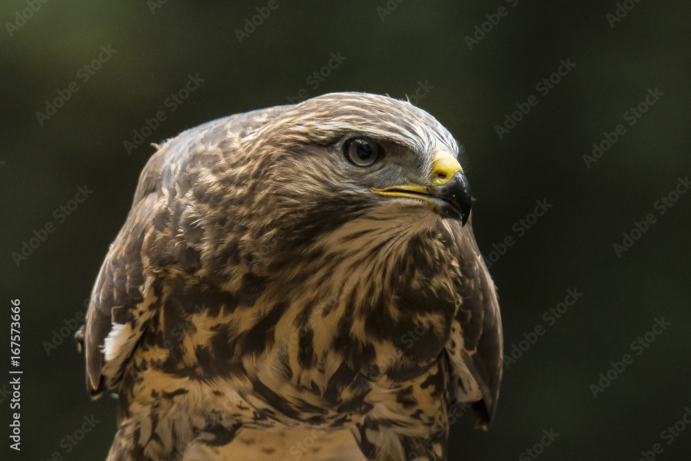 Obraz premium Hawk
