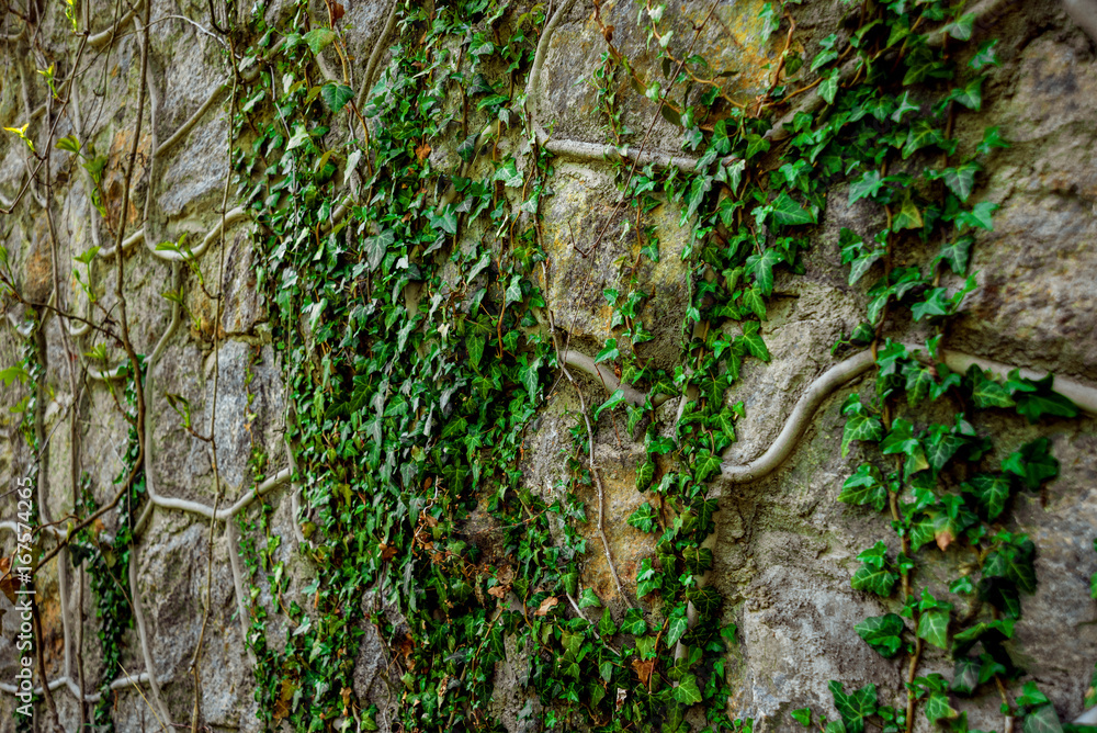 Obraz premium Old stone wall with ivy. Background