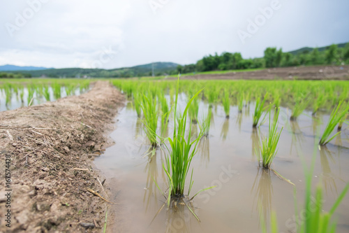 Close up of rice plant.