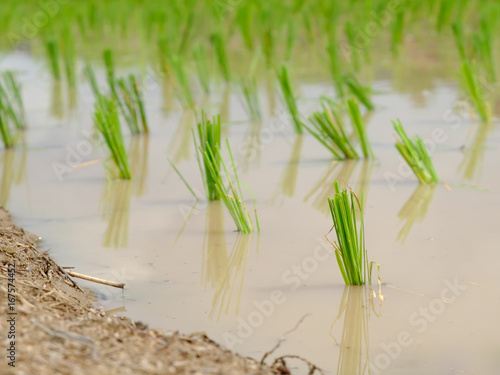 Close up of rice plant.