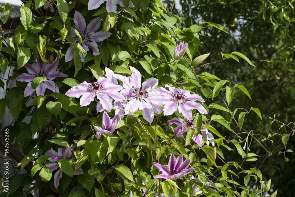 Pink Flower Clematis with White Edge. Pink Flower Clematis with White Edge.