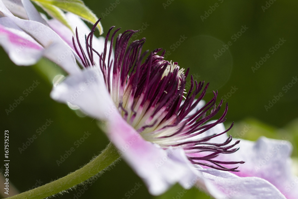 Fototapeta premium Pink flower clematis in macro view of pistils.