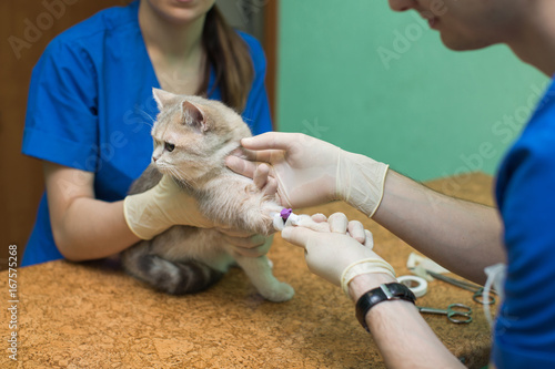 Veterinary placing a catheter via a cat in the clinic