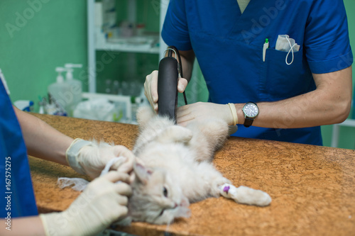 Fototapeta Naklejka Na Ścianę i Meble -  Veterinarian is preparing a cat by shaving her stomach before the surgery