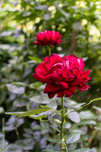 red rose blooming in garden