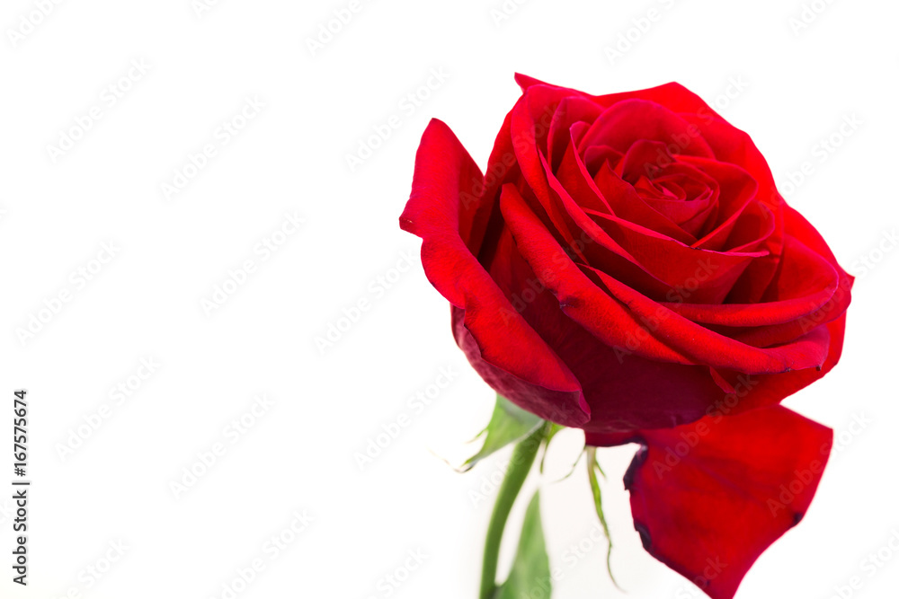 Fresh red flower isolated on white Fresh red flower isolated on white