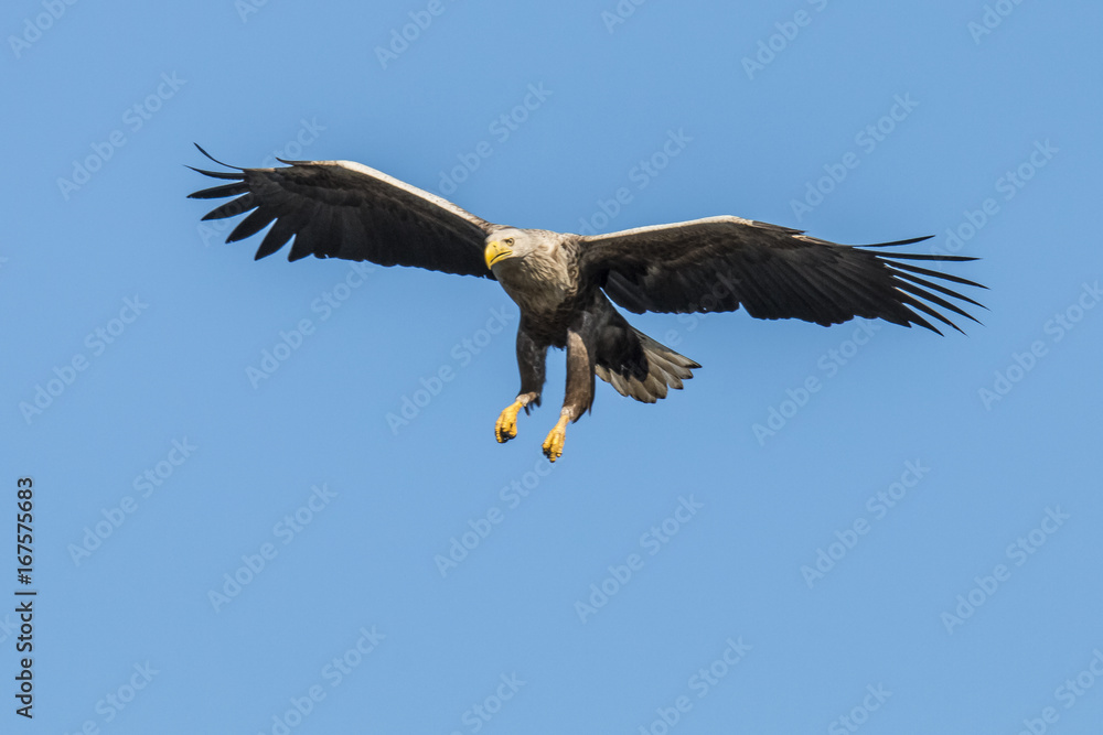 Fototapeta premium White Taile Eagle